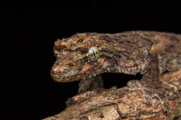 Nature wildlife image of camouflage flying gecko at Sabah Borneo. 