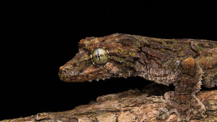 Nature wildlife image of camouflage flying gecko at Sabah Borneo. 