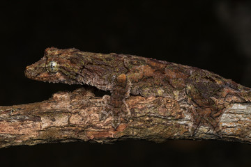 Nature wildlife image of camouflage flying gecko at Sabah Borneo. 