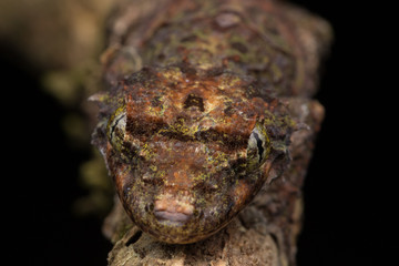 Nature wildlife image of camouflage flying gecko at Sabah Borneo. 