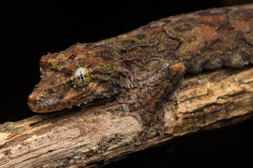 Nature wildlife image of camouflage flying gecko at Sabah Borneo. 