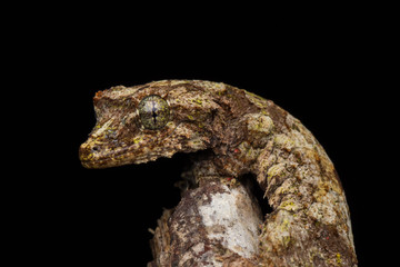 Nature wildlife image of camouflage flying gecko at Sabah Borneo. 