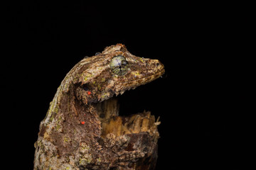 Nature wildlife image of camouflage flying gecko at Sabah Borneo. 