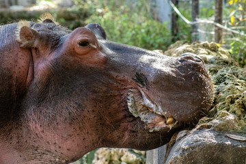 Nile hippo