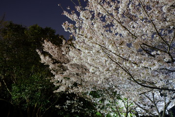 夜桜