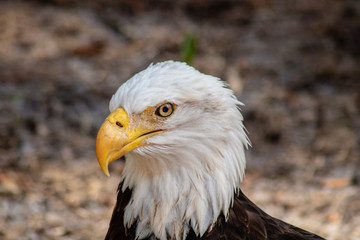 Bald eagle