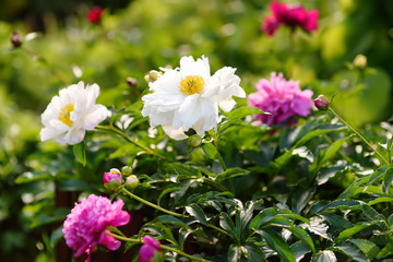 Fototapeta premium Beautiful fresh pink and white flowers peonies in the garden.
