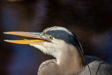 Great blue heron