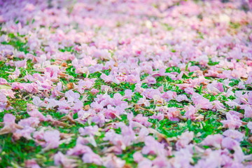 Obraz na płótnie Canvas Pink flower Chompoo Pantip blossom in Thailand , Thai sakura with sweet background , Background