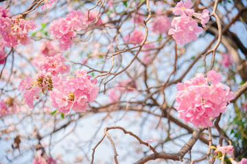 Pink flower Chompoo Pantip blossom in Thailand  , Thai sakura with sweet background , Background