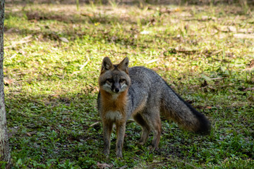 Gray fox