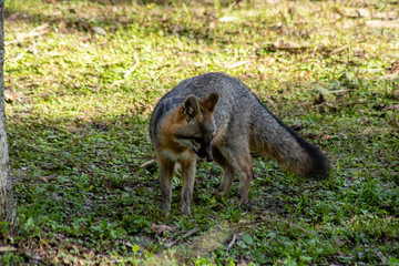 Gray fox