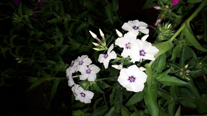 Flower white