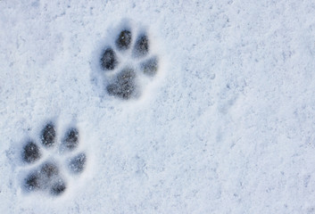 Animal Footprints In Snow