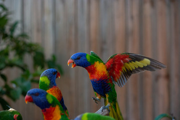 rainbow lorikeet battle fighting shouting open wings