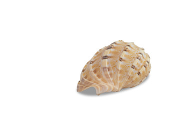 conch seashell on white background