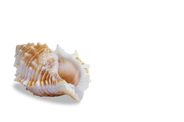 Obraz na płótnie Canvas conch seashell on white background