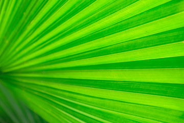 Obraz premium Close-up and long exposure effect of green fan palm leaf on blurred motion under sunlight in the morning, abstract of greenery nature background, for use wallpaper and backdrop on eco green concept.