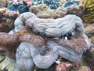 Teh beauty of underwater diving world in Sabah, Borneo.