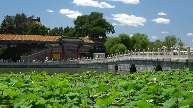 Chinese garden in Beijing - famous public park. Giant water lily plants, bridge and traditional building on beautiful blue sky summer day in Beijing, China. Used by locals and a tourist destination.