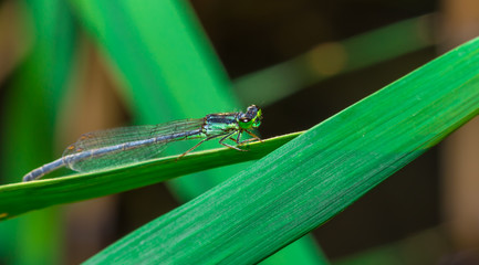 a Dragonfly on a leaf