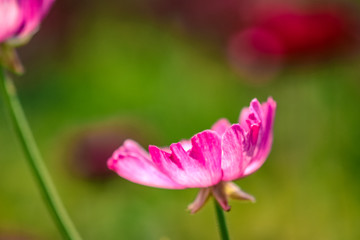 Fototapeta premium pink petals