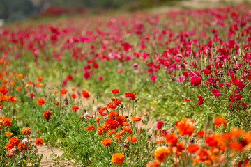 flower field