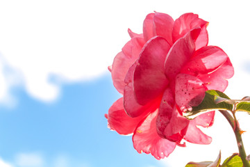 pink rose on sky background
