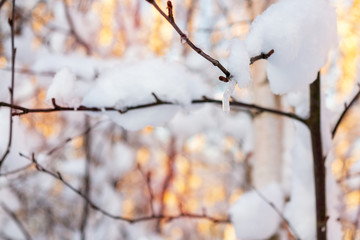 Frozen drop on a snowy branch of a bush on a snowy background in the sunset light