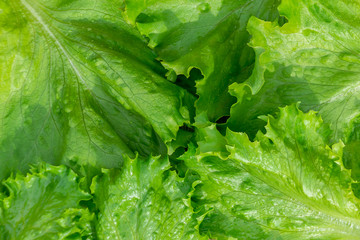 Fresh cut leaves of green lettuce texture, top view