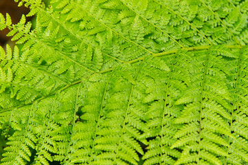 Fern frond;  Lake Clark Nat Park;  Alaska