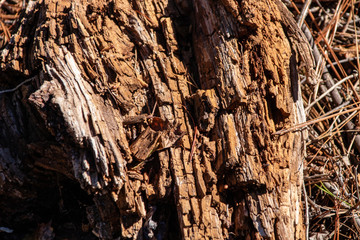 Petrified tree