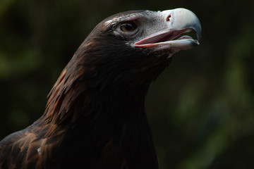 Wedge-tailed eagle Australian portrait head shot