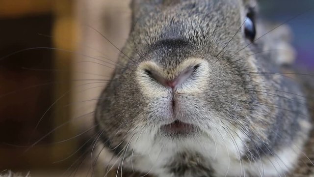 Small gray rabbit twitches nose closeup