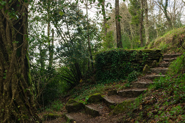 old stone stairs in the forest