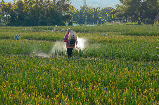 Farmers in northern Thailand are watering and fertilizing their vegetable plot.