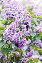 Blooming violet purple lilac bush at spring time with sunlight. Blossoming pink and violet lilac flowers. Spring season, nature background