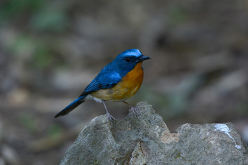 Chinese Blue Flycatcher, Beautiful bird in Thailand.