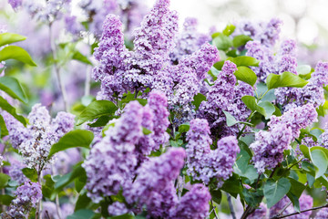 Fototapeta premium Blooming violet purple lilac bush at spring time with sunlight. Blossoming pink and violet lilac flowers. Spring season, nature background