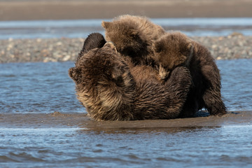 Brown bear mom nursing cubs;  Kenai Fjords NP;  Alaska