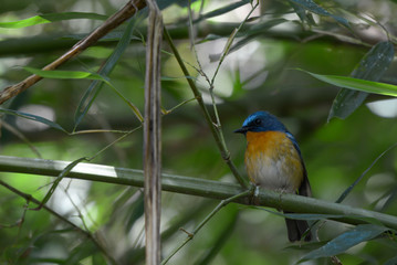 Chinese Blue Flycatcher, Beautiful bird in Thailand.