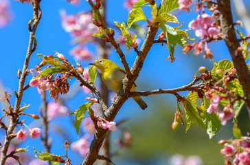 Wild Himalayan Cherry with Oriental White-eye, Yellow bird enjoy with  Wild Himalayan Cherry  background
