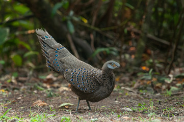 Grey Peacock-Pheasant, Burmese Peacock-Pheasant, female, The Beautifull bird in Thailand.