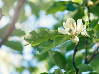 Obraz na płótnie Canvas White magnolia flowers. Beautiful blossomed magnolia branch at spring. Magnolia flower blooming tree. Nature, spring background