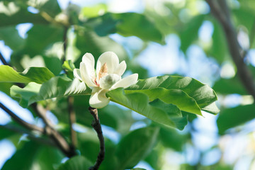 White magnolia flowers. Beautiful blossomed magnolia branch at spring. Magnolia flower blooming tree. Nature, spring background