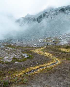 Beautiful pattern of moss in the Cascades.