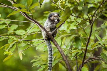 monkey