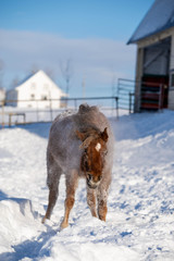 Brown Chestnut Poney Horse Shaking Snow off Body in Winter in Quebec Canada