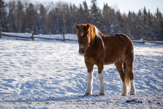 Chestnut Paint Horse Standing Outside in Winter
