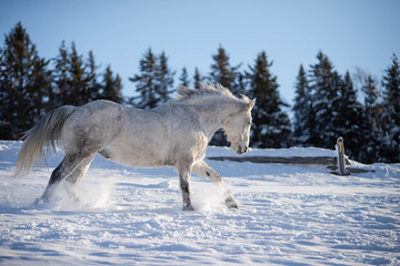 Fototapeta na wymiar Running Grey Quarter Horse in the Snow